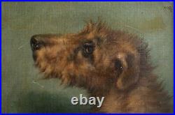 19th Century British Portrait Of Irish Terrier Dog Signed JOHN EMMS (1843-1912)