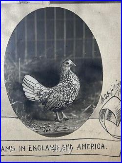 Antique 1910 Water Paint Signed Arthur Schilling Bantams Chickens Photographs