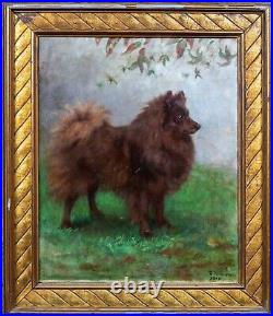 Fine Large 1910 English School Brown Spitz Dog Portrait Signed Antique Painting