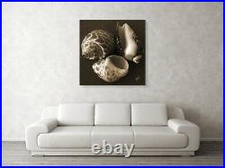 Seashells Large Black and White Sepia Fine Art Print on Metal or Acrylic No 1